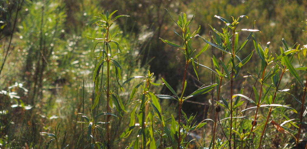 Follas de xara brillan a contraluz